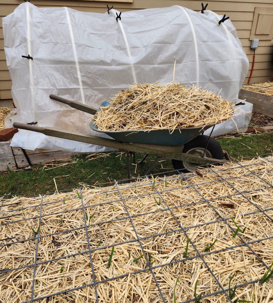 Removing straw mulch in the spring. The Coeur d'Alene Coop