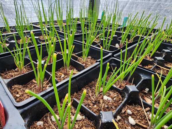 bunching onions in module trays