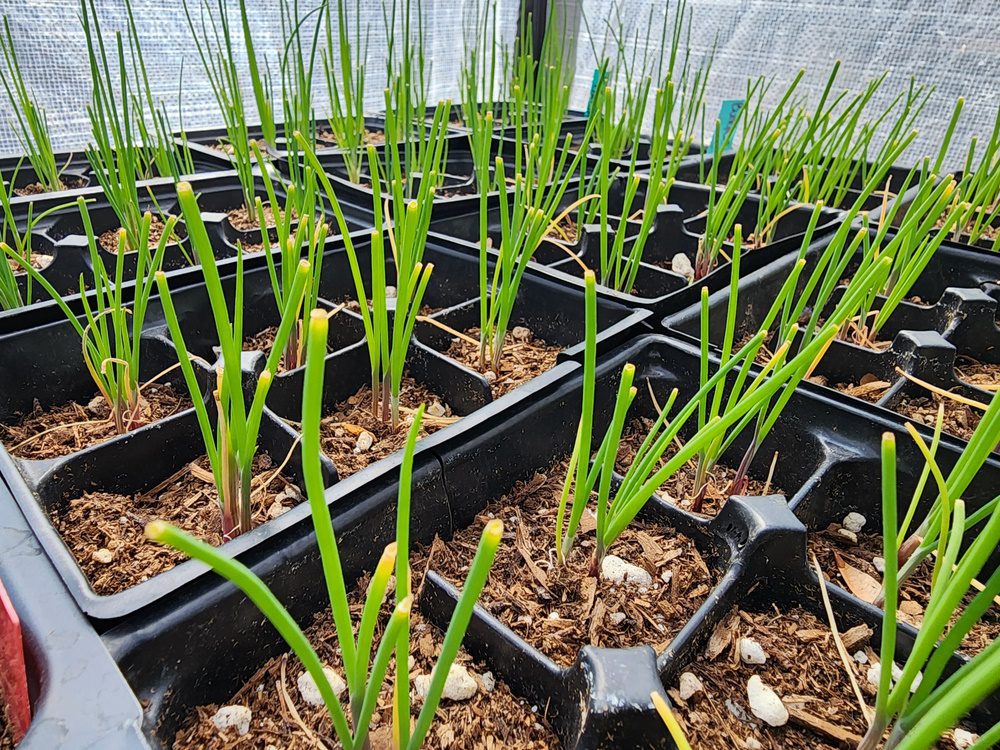 bunching onions in module trays