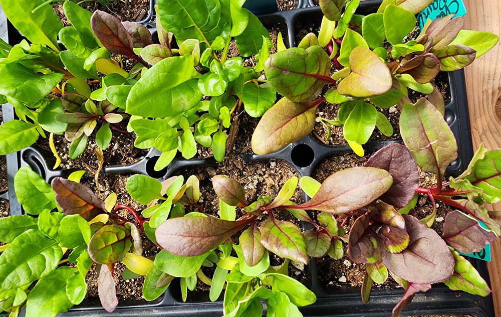 chard ready to transplant