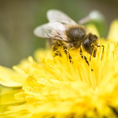 Now is the Time to Prepare Your Garden for Spring Planting