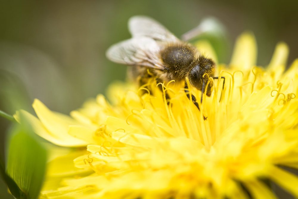 bee on dandelion.
