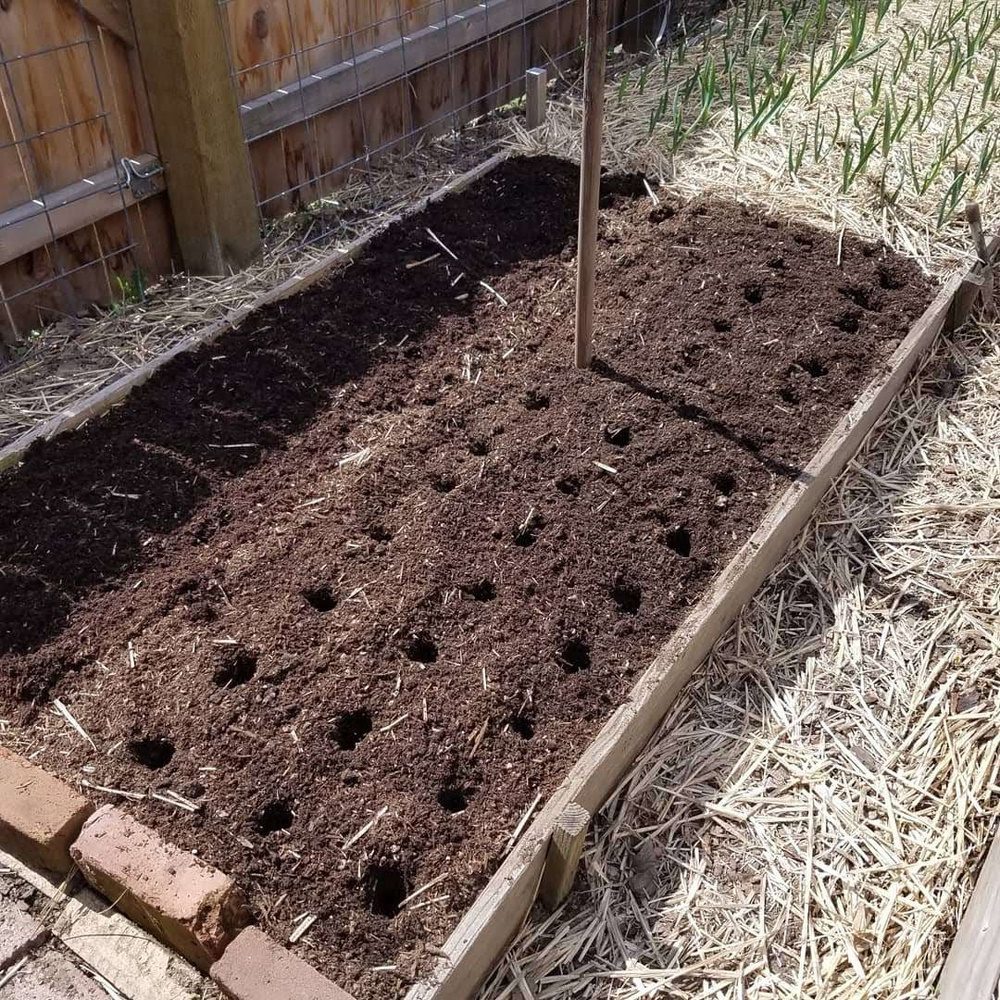 no dig planting of leeks.