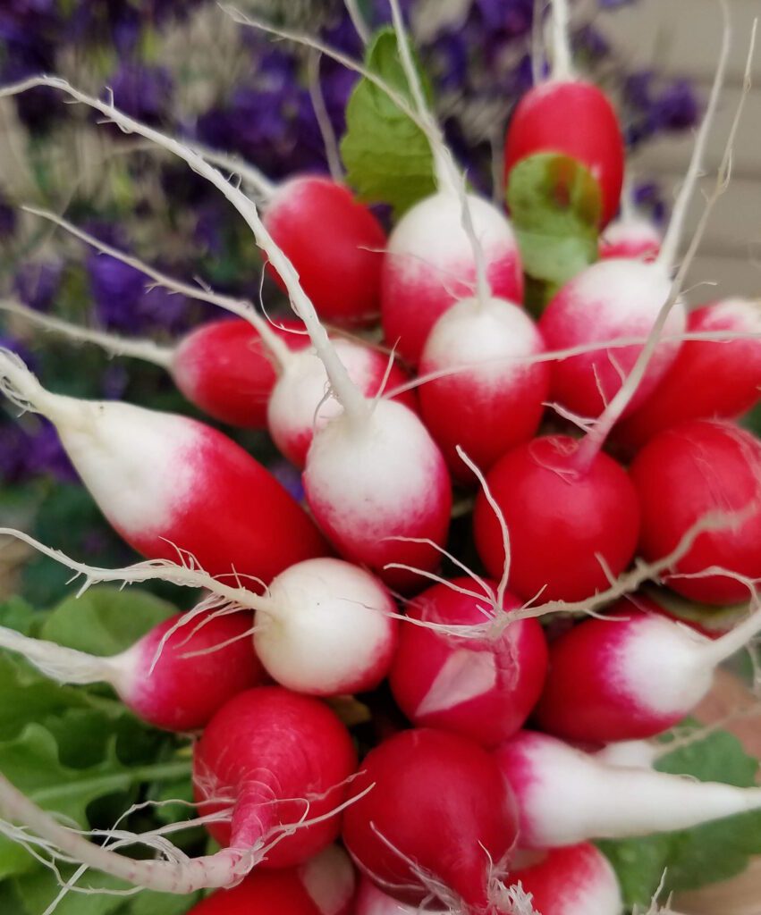 bunch of radishes