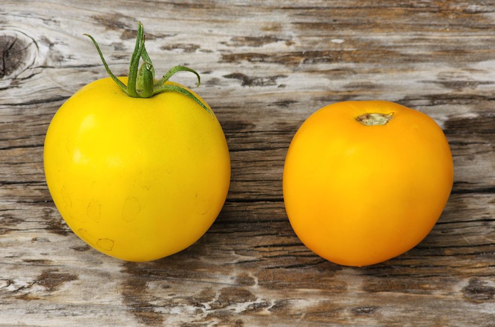Taxi tomatoes picked before fully ripe and ripe. The Coeur d Alene Coop