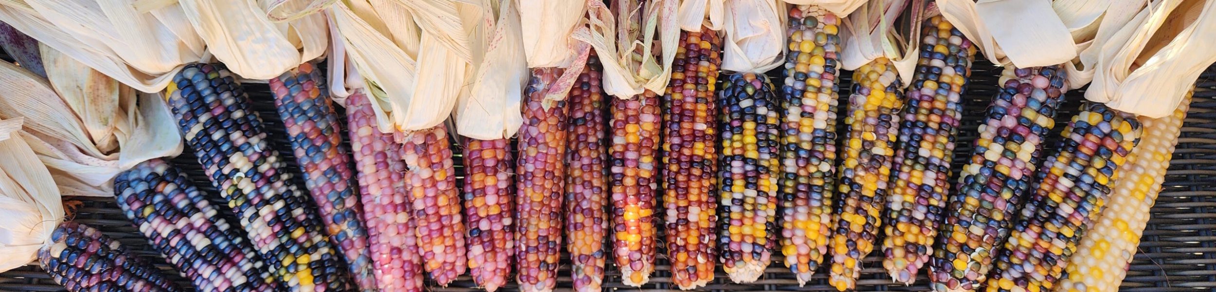glassgem corn a