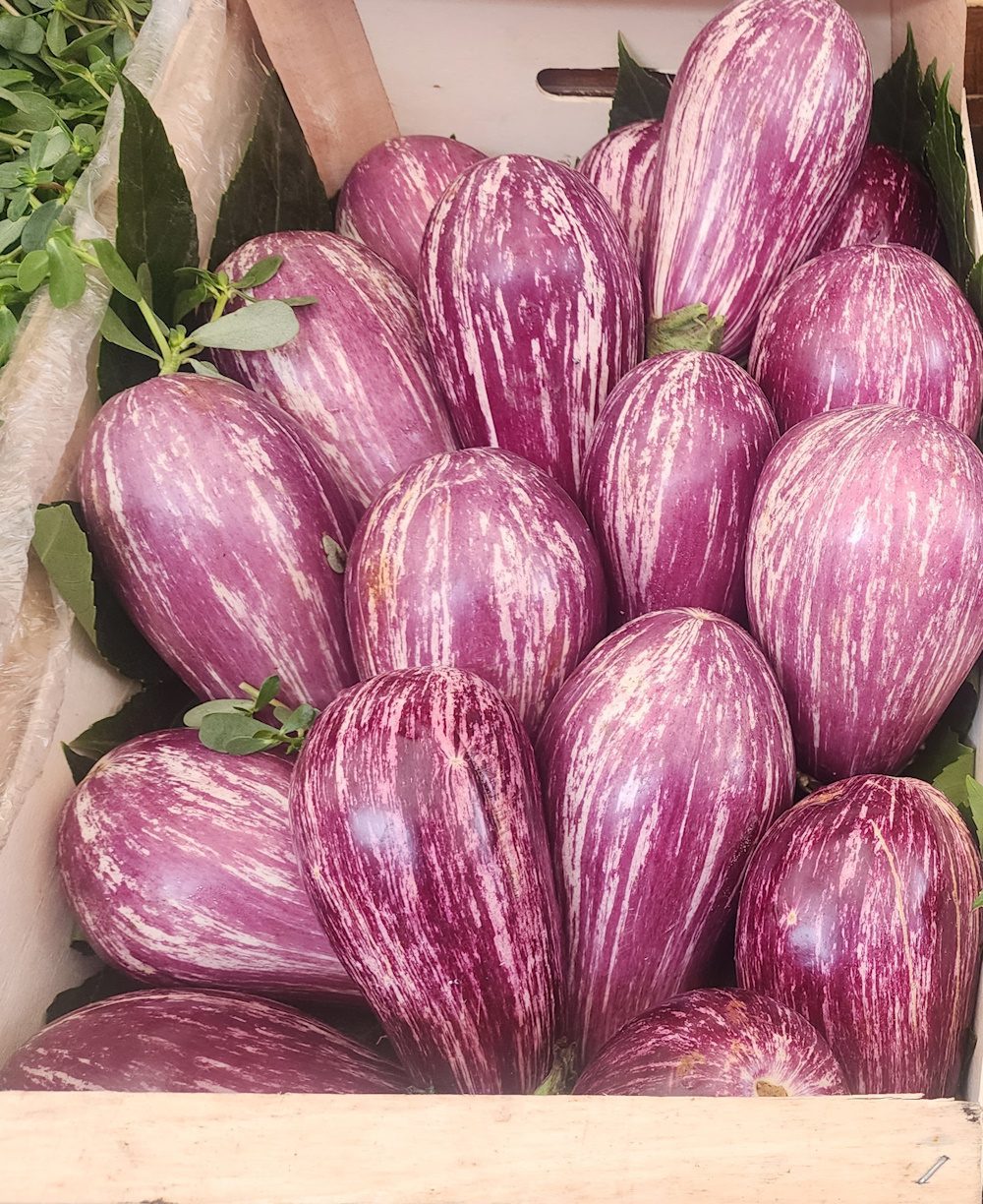 Eggplant Listada di Gandia