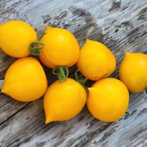 lil' peeps cherry tomato