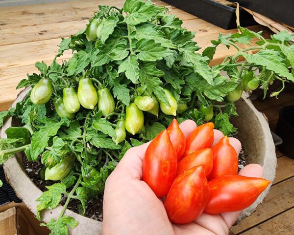 Mini Marzano Micro-Dwarf Tomato - Image 4