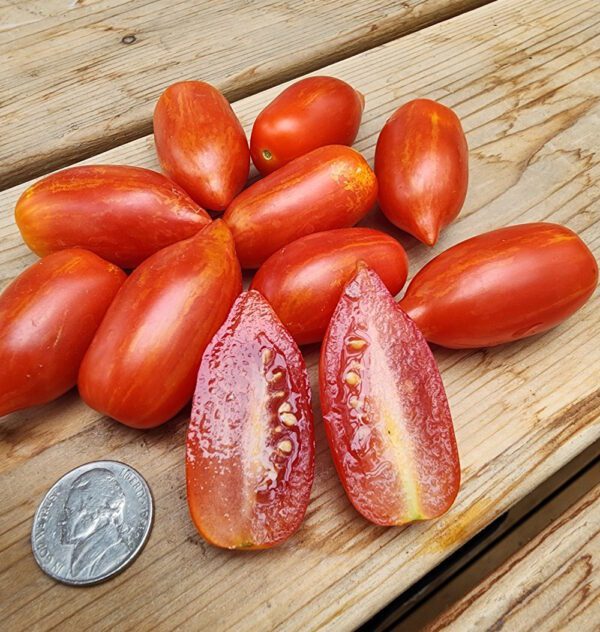 Mini Marzano Micro-Dwarf Tomato - Image 2