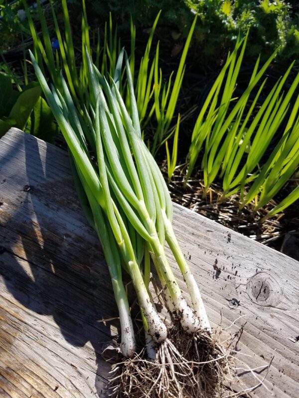 bunching onions