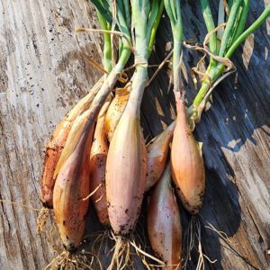 Cool Season Vegetables