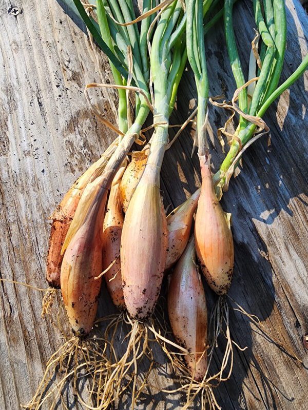 Zebrune shallot