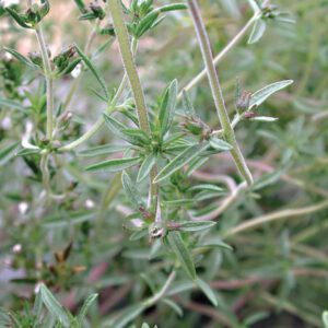 summer savory