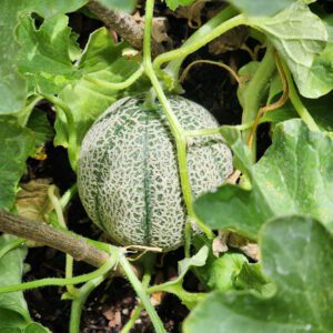 Minnesota midget melon on the vine