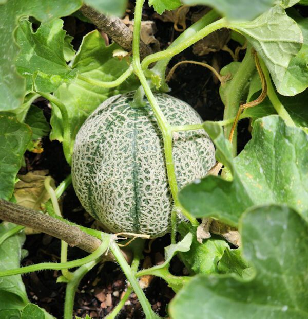 Minnesota midget melon on the vine