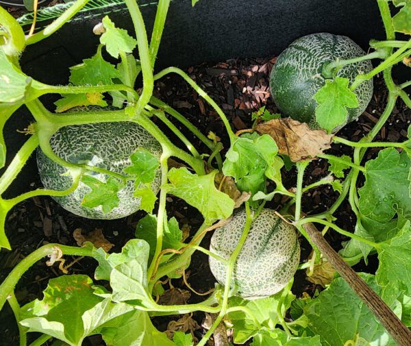 three melons on the vine