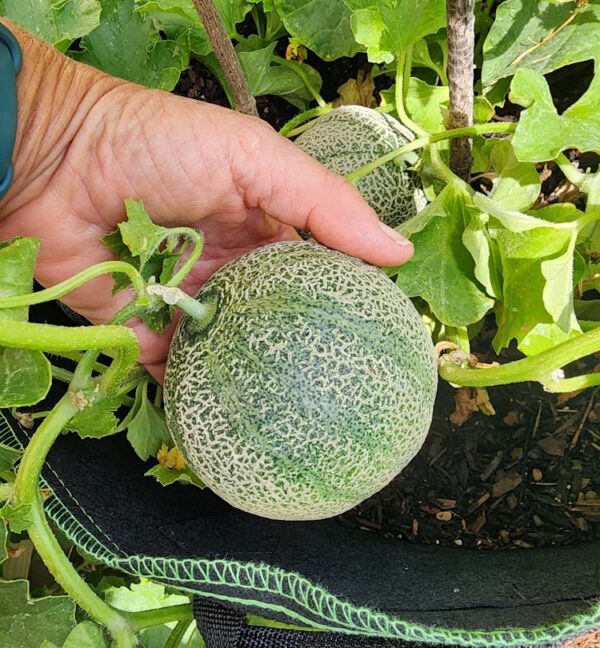 Minnesota Midget Melon