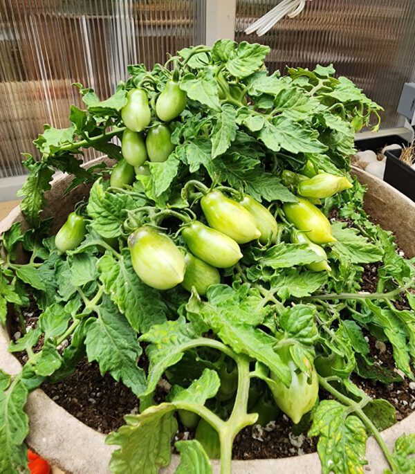 Mini Marzano Micro-Dwarf Tomato - Image 5
