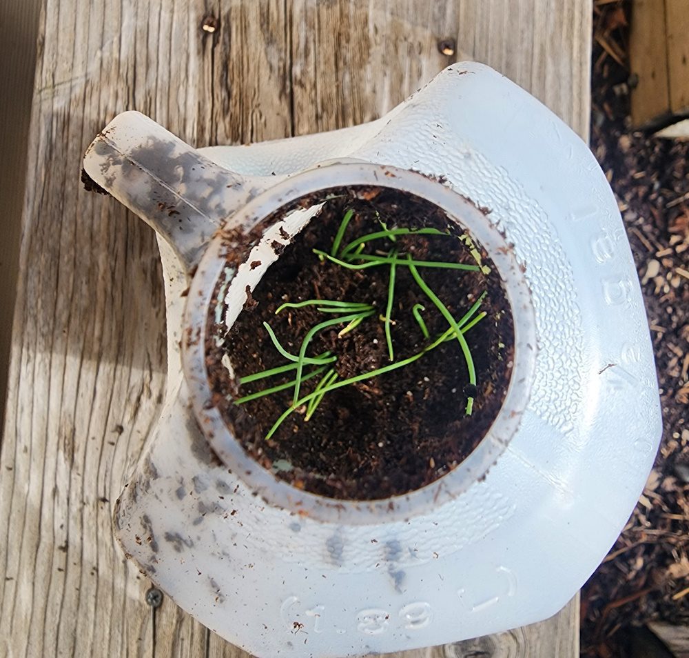 a top view into a recycled milk jug showing seedlings from winter sowing.