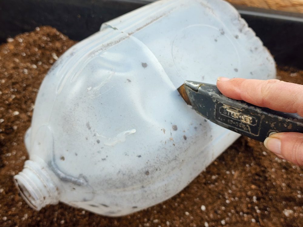 Using a box knife to cut a recycled milk jug in half for winter sowing.