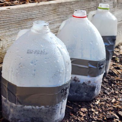 Winter Sowing: How to Successfully Start Seeds Outside in Winter