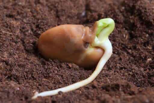 Seed Magic: How Germination Occurs and Why It Can Fail - The Coeur d ...