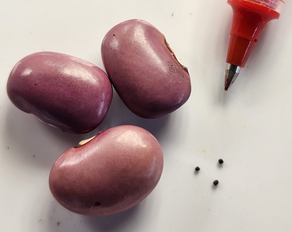 large been seeds and tiny snapdragon seeds