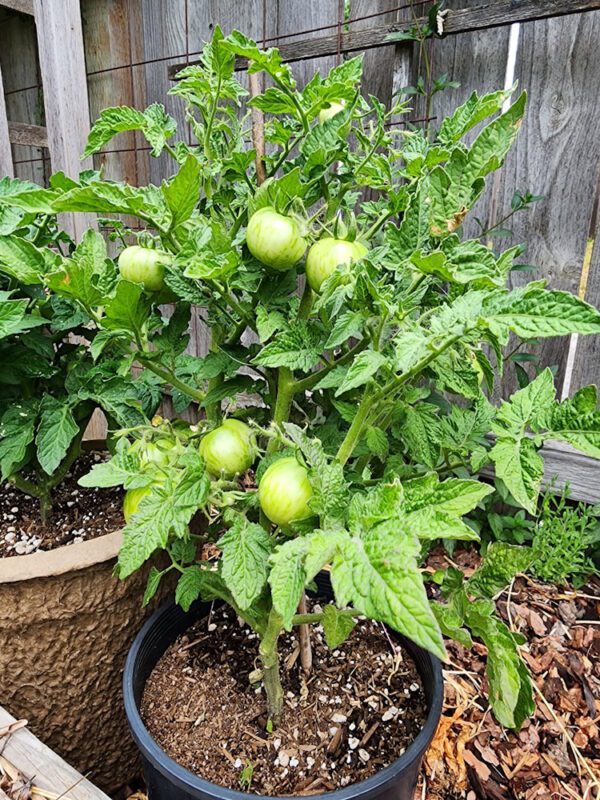 Emerald Flame Cherry Micro-Dwarf Tomato - Image 6