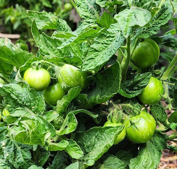 Emerald Flame Cherry Micro-Dwarf Tomato - Image 5
