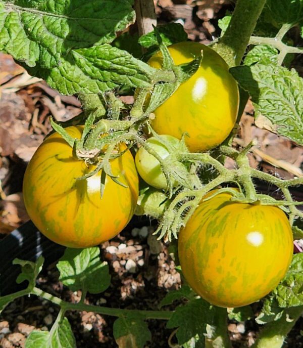 Emerald Flame Cherry Micro-Dwarf Tomato - Image 3
