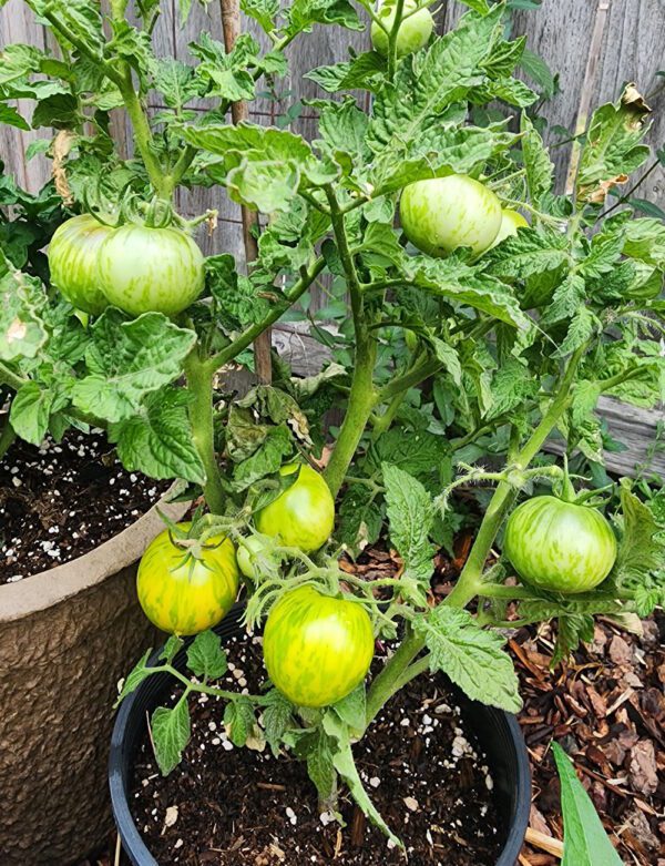 Emerald Flame Cherry Micro-Dwarf Tomato - Image 4