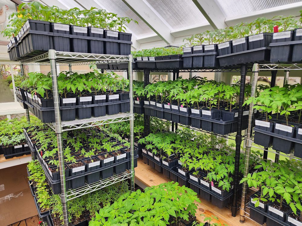 greenhouse full of tomato plants.