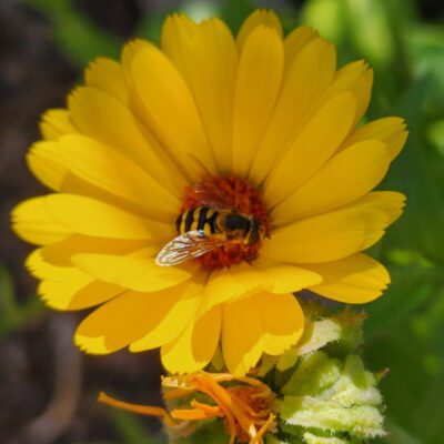 Gardening with Intention: Basic Steps for a Beautiful Landscape