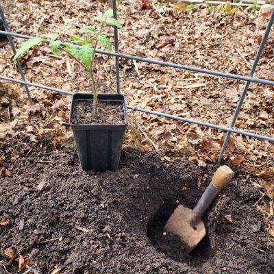 Dig Deep for A Successful Tomato Harvest