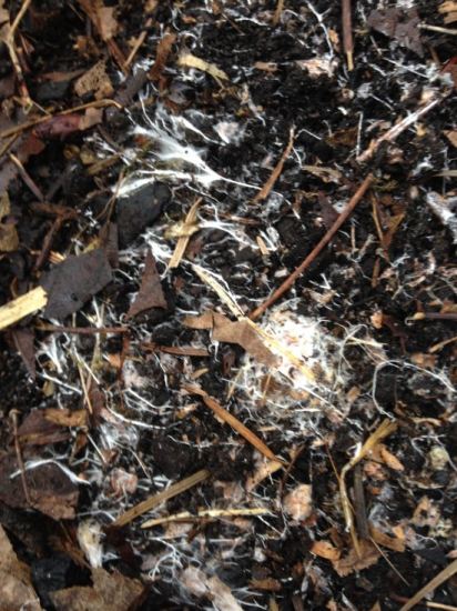 mycorrhizal fungi