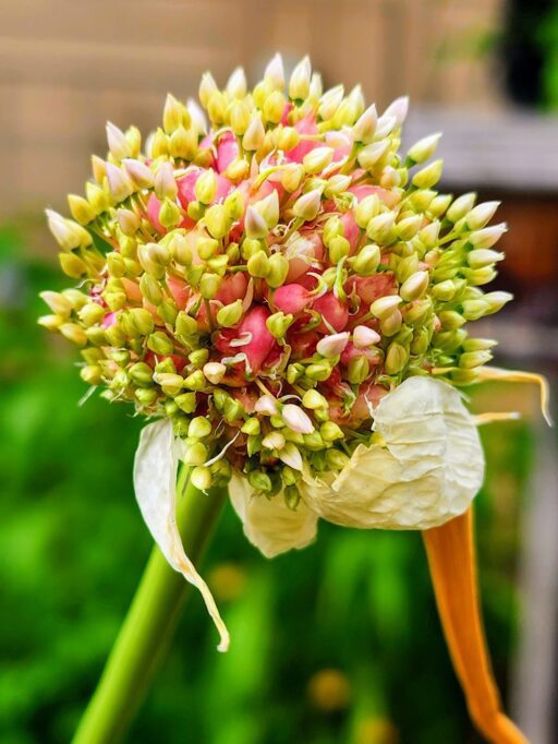 Understanding Garlic Scapes and How to Use Them - The Coeur d'Alene Coop