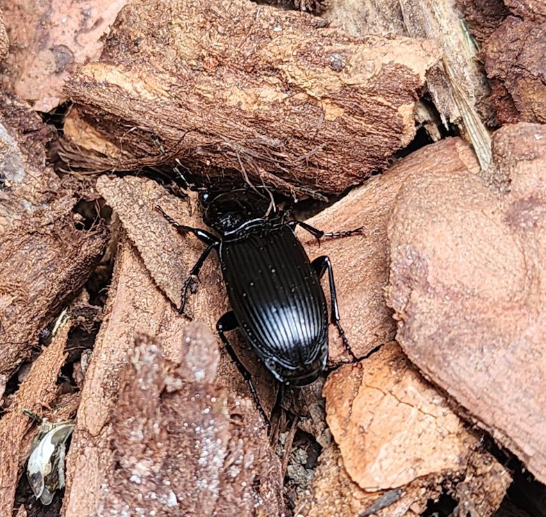 ground beetle