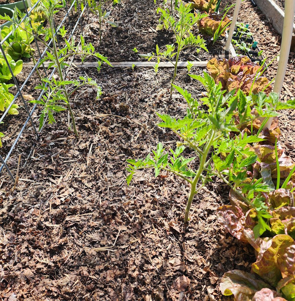 leaf mulch in a raised bed