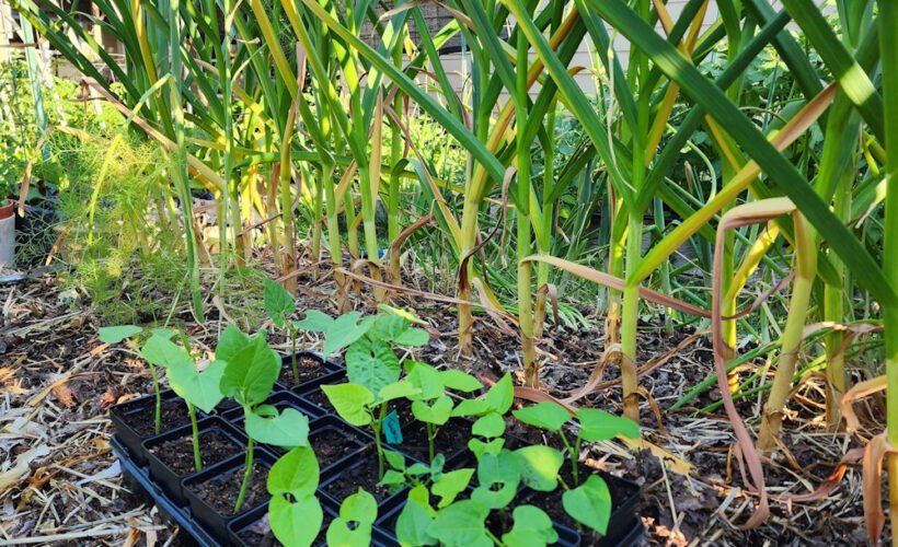 flat of bush beans in a bed of garlic