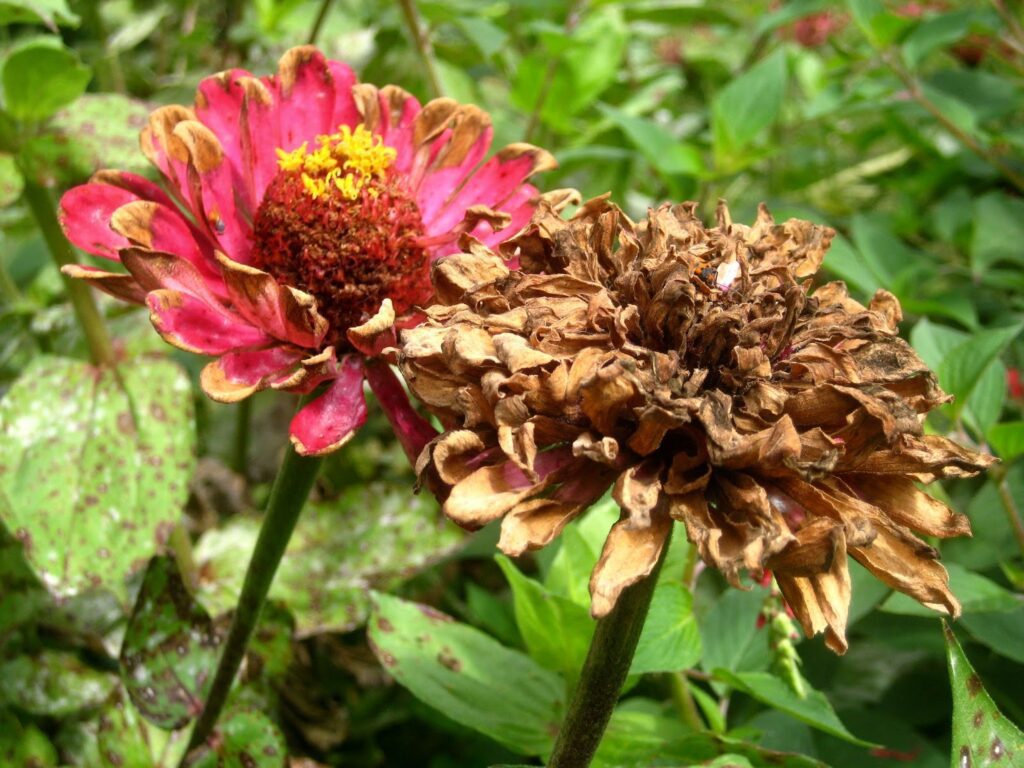 zinnia flower head