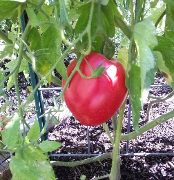 Coeur de Boeuf Rouge / red oxheart tomato