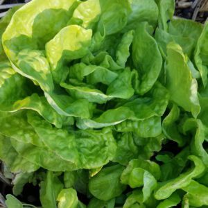 Lettuce - Buttercrunch, Butterhead