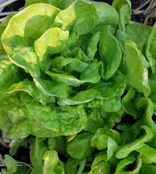 Lettuce - Buttercrunch, Butterhead