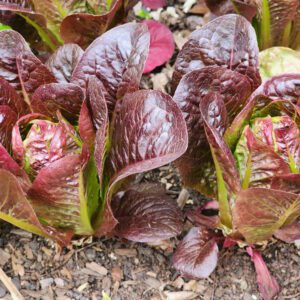 Lettuce - Truchas Red Mini Romaine