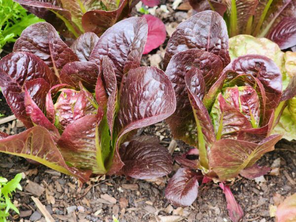 Lettuce - Truchas Red Mini Romaine