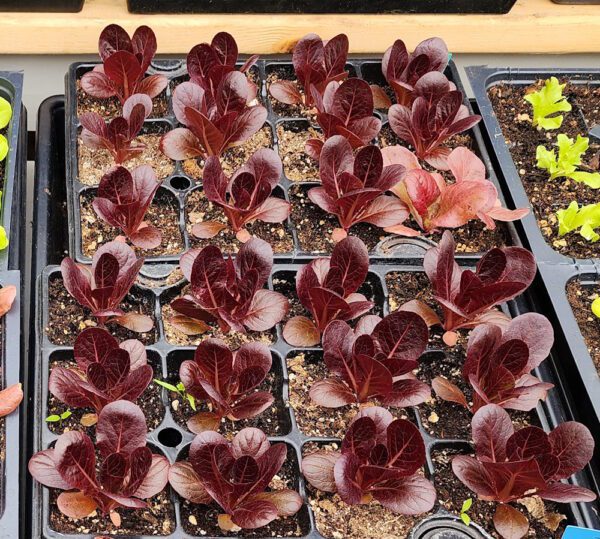 Lettuce - Truchas Red Mini Romaine - Image 3