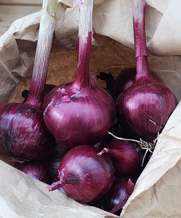 Onion - Bunching - Italian Red of Florence - Image 2