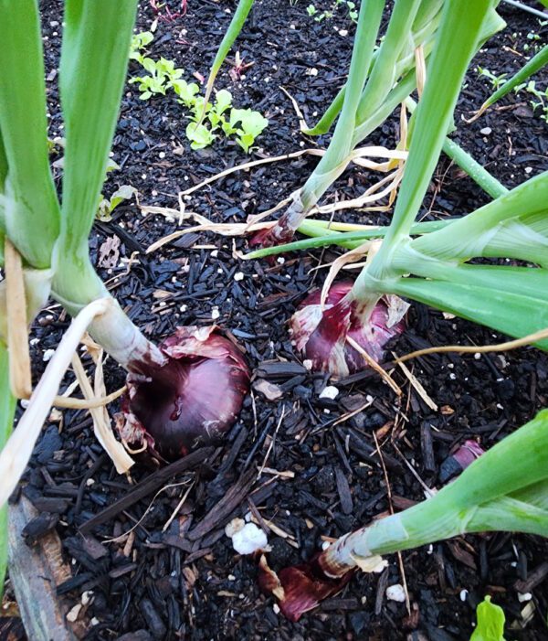 Onion - Bunching - Italian Red of Florence - Image 3