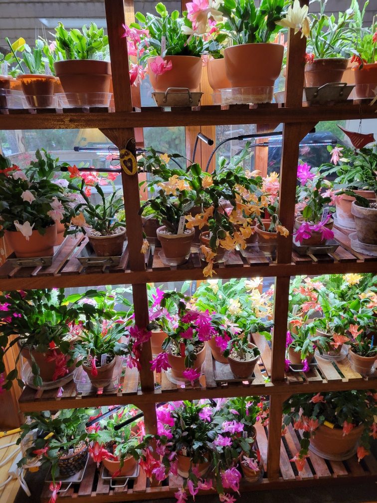 Shelves of blooming holiday cacti plants